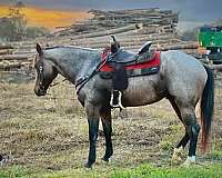 performance-quarter-horse