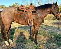 ranch-quarter-horse