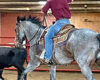 ranch-versatility-quarter-horse