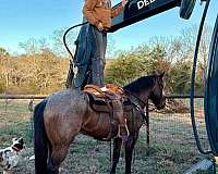 ranch-work-quarter-horse