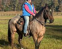 ridden-western-quarter-horse