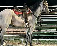 trail-riding-quarter-horse