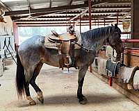 western-riding-quarter-horse