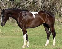 athletic-paint-horse