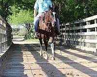 ranch-paint-horse