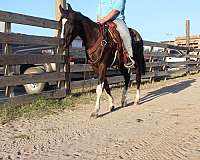 ranch-versatility-paint-horse