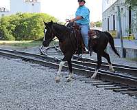 ranch-work-paint-horse