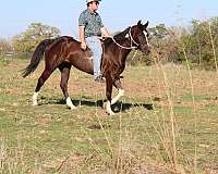 ridden-western-paint-horse