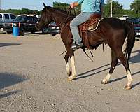 trail-paint-horse