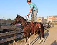 trail-riding-paint-horse