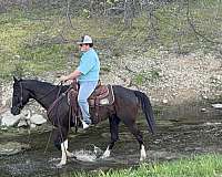 western-riding-paint-horse