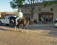 black-all-around-horse