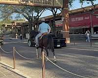 black-athletic-horse