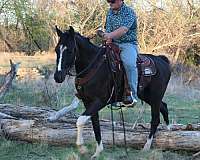 black-flashy-horse