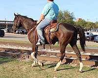 black-paint-gelding