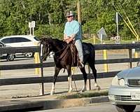 black-ranch-horse