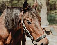 mare-quarter-horse