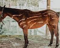 project-quarter-horse
