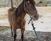 qh-quarter-horse