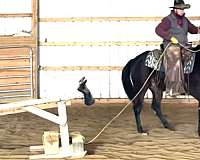 bay-no-white-markings-dark-eyes-two-cowlicks-slightly-above-eye-level-horse