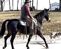 bay-mare-morgan-horse
