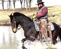 bella-morgan-horse