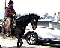 competitive-morgan-horse