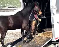 husband-morgan-horse