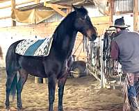 injury-morgan-horse