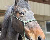 leg-pressure-morgan-horse