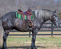 athletic-draft-horse