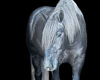 beginner-draft-horse
