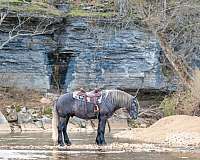 cross-draft-horse