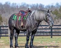 draft-horse