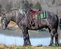 endurance-draft-horse