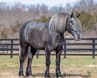english-pleasure-draft-horse