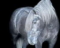 experienced-draft-horse