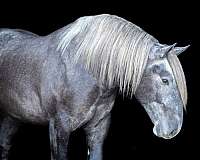 flashy-draft-horse