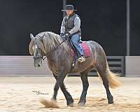 jumping-draft-horse