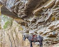 kid-safe-draft-horse
