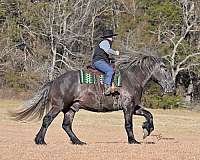 ranch-draft-horse