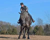 ranch-work-draft-horse