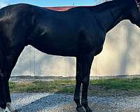 athletic-thoroughbred-horse