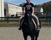 beginner-thoroughbred-horse