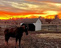 endurance-thoroughbred-horse