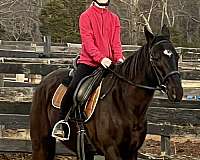 english-pleasure-thoroughbred-horse