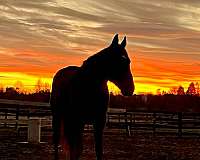 equitation-thoroughbred-horse