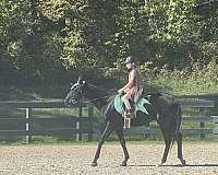 eventing-thoroughbred-horse