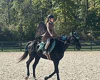 experienced-thoroughbred-horse