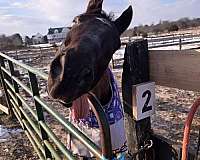 jumping-thoroughbred-horse